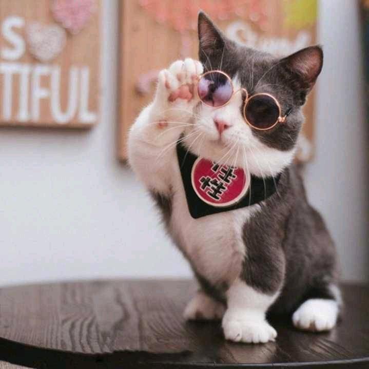 努力的京叔☀️