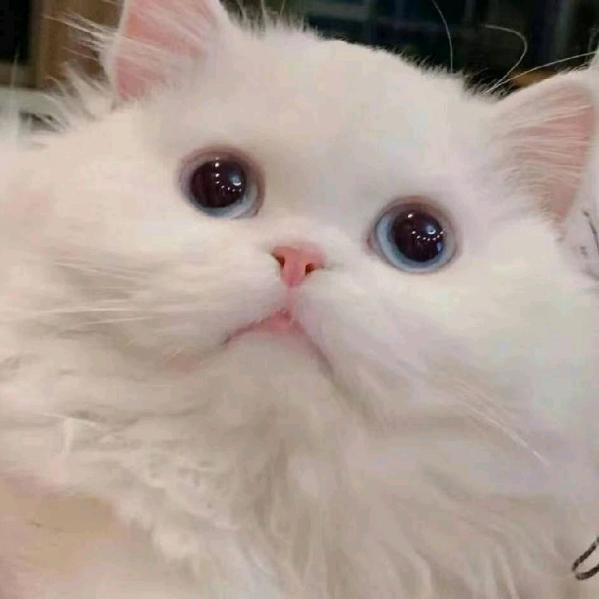 小劉同学₍˄·͈༝·͈˄*₎◞ ̑̑