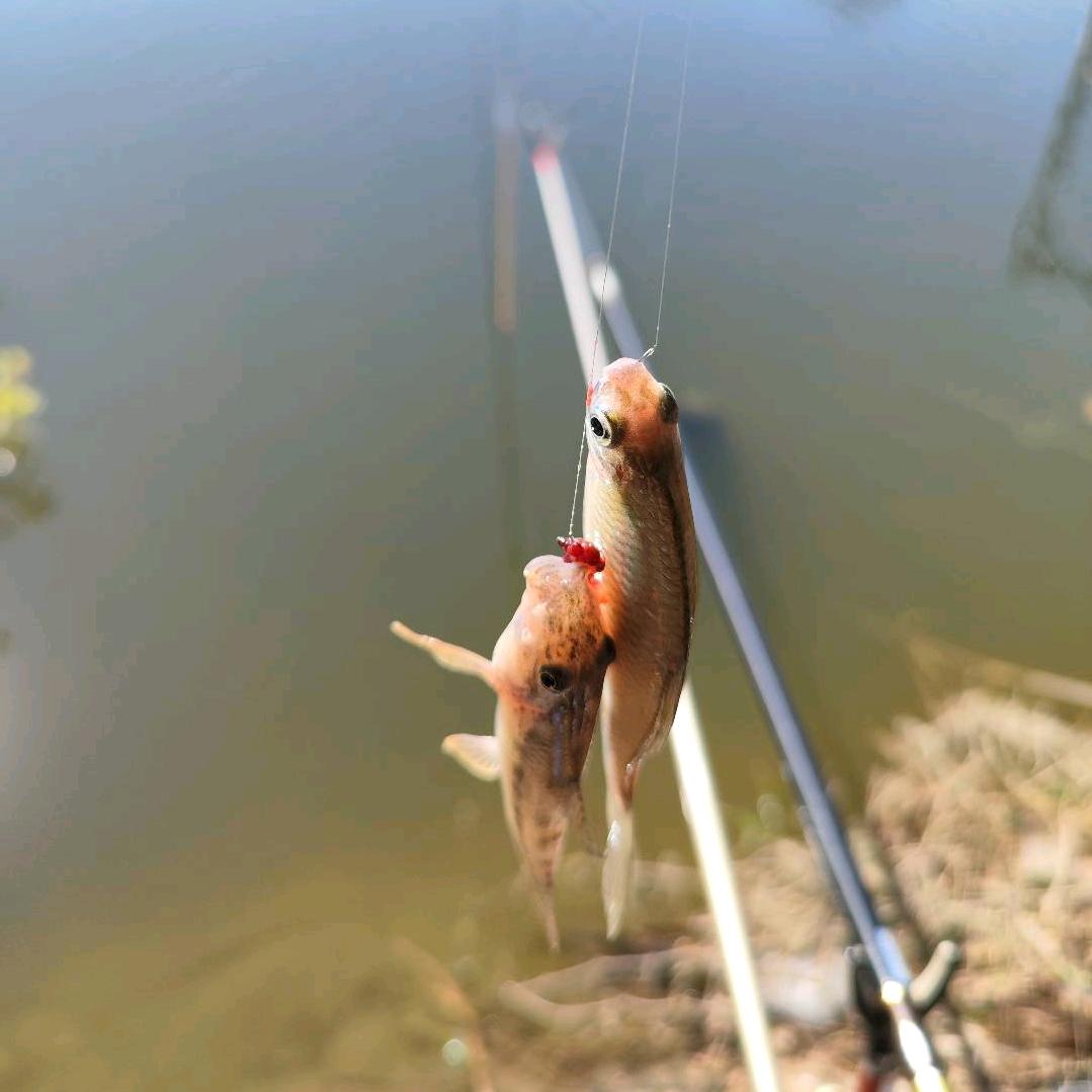 琅琊姜小鱼🎣