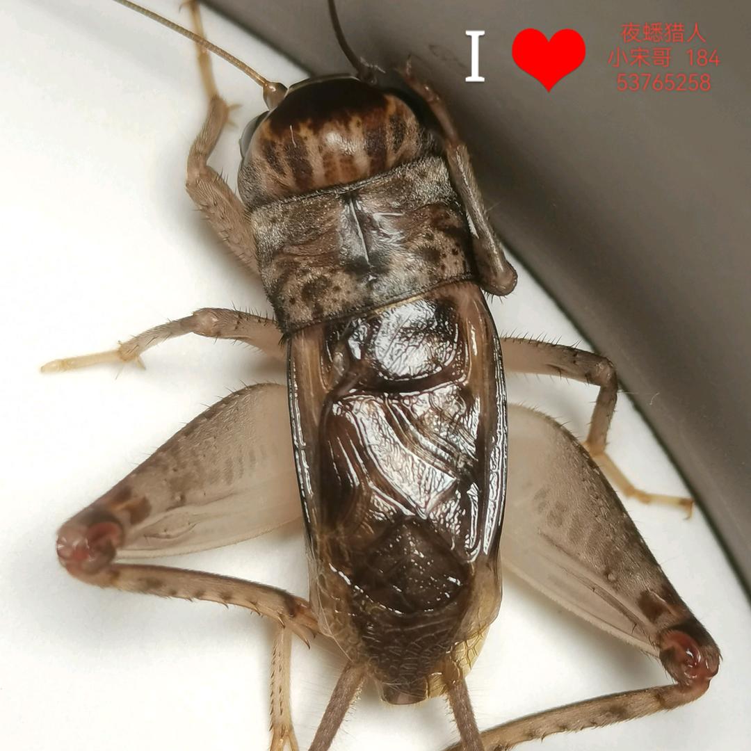 夜蟋猎人🦗小宋哥