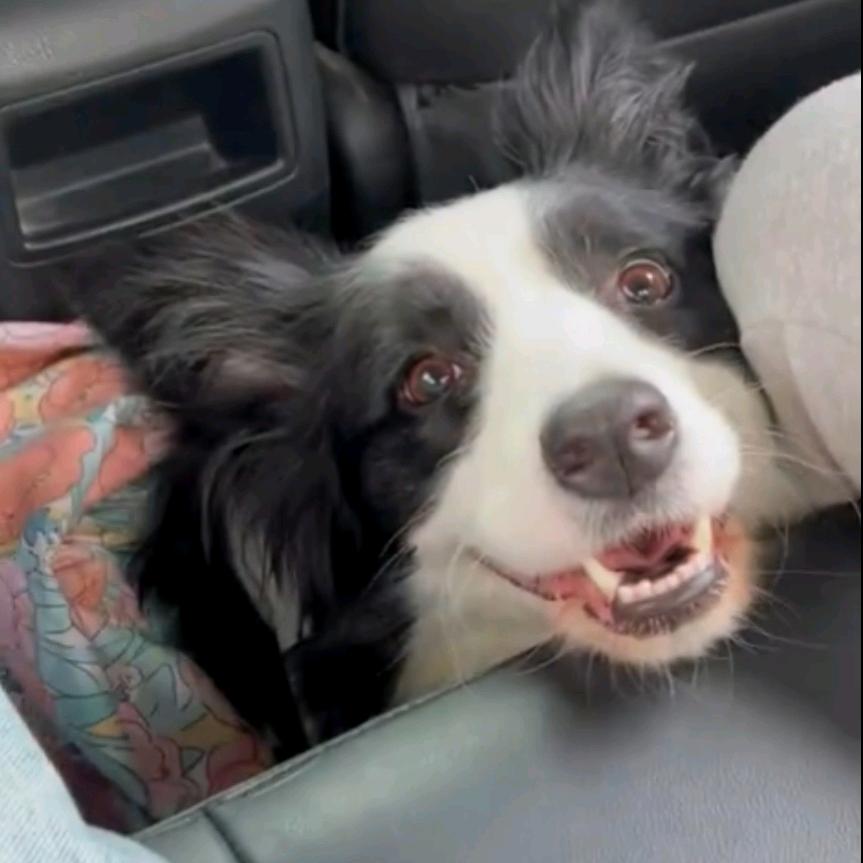 小羊好困想睡觉