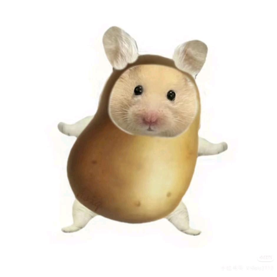 呆头小鼠