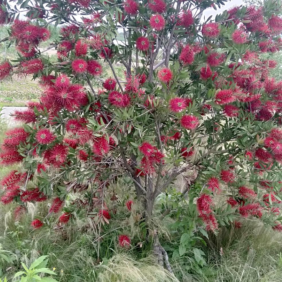 香水百合！！！