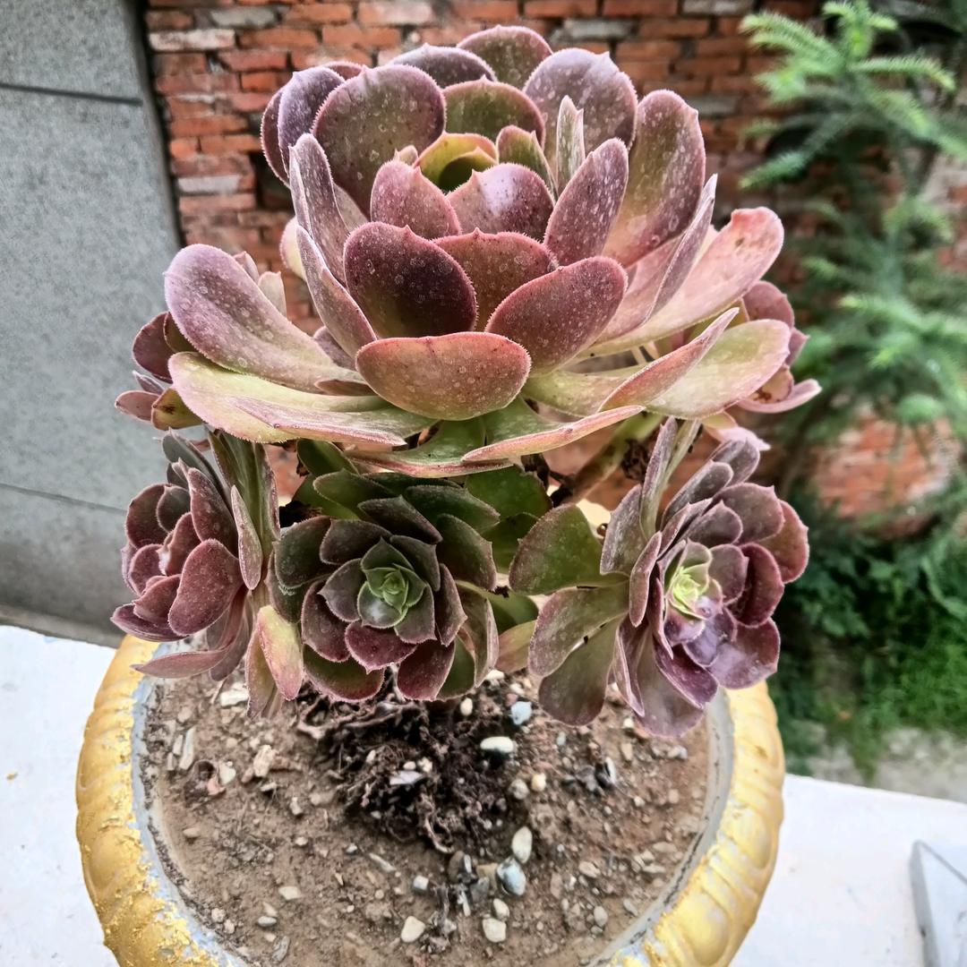 🤦🏻‍♂️无聊