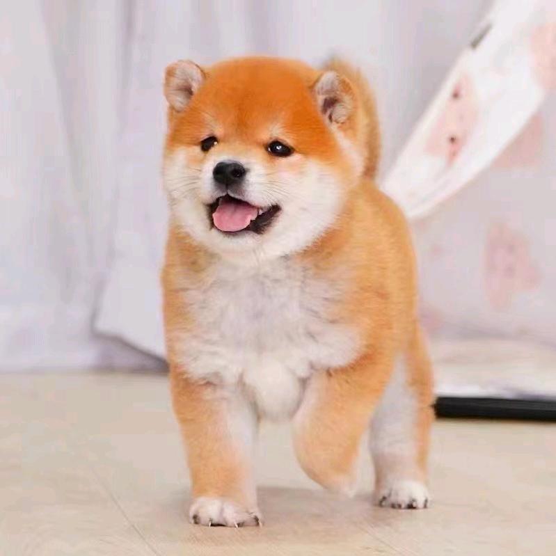 咔咔柴犬cku犬舍