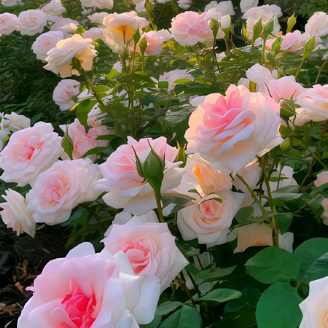 静听花开