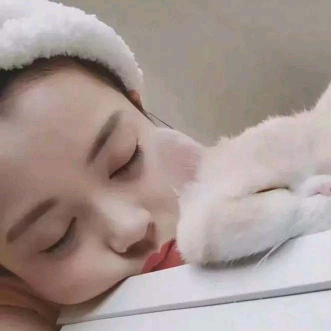 海上森林一只猫🐈