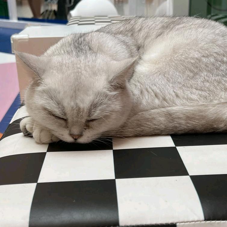 随便玩