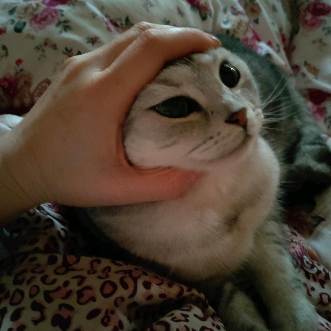 美铃·曹操作