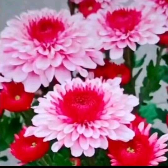 🌺时尚女装🌺粉丝都给批发价