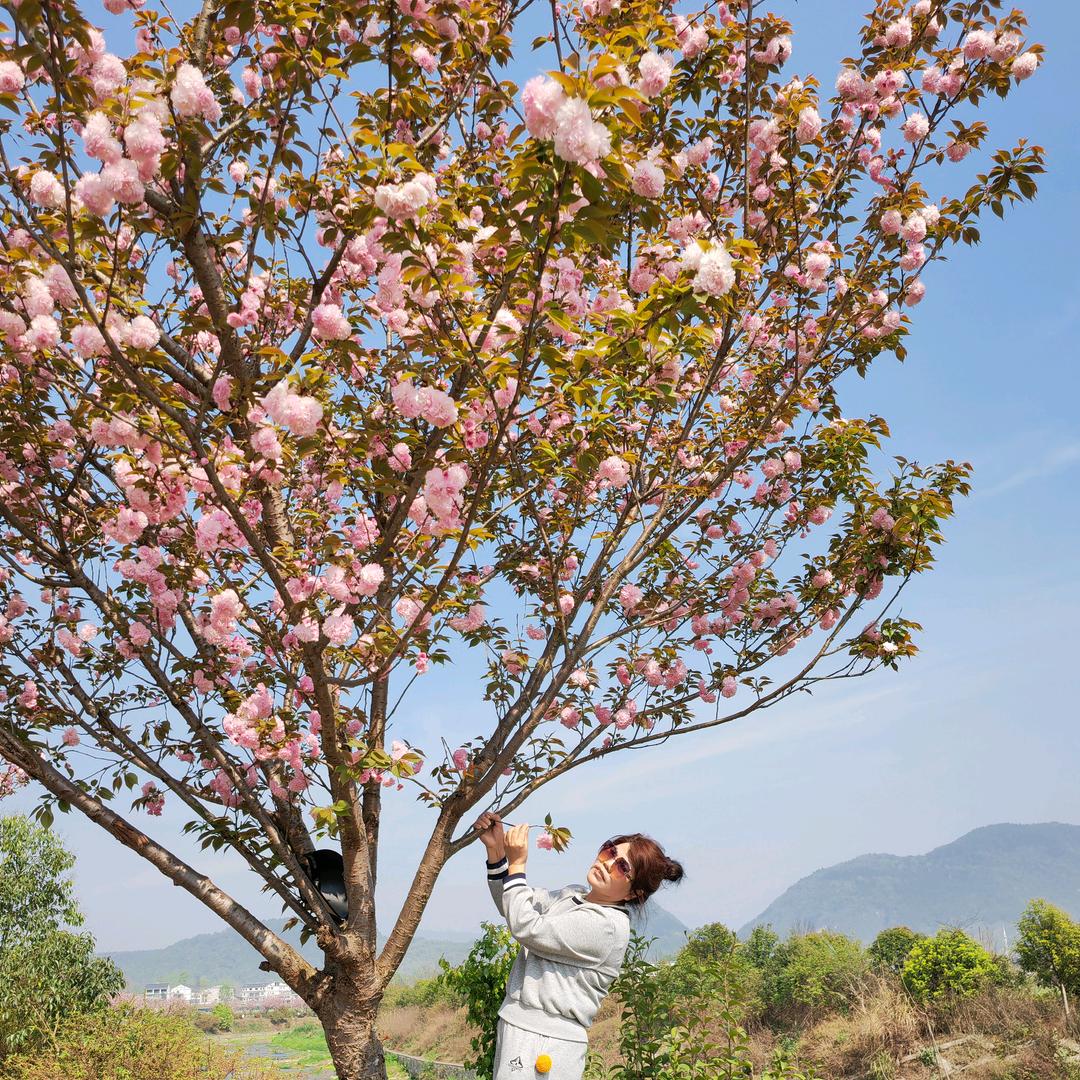 芝萍姐