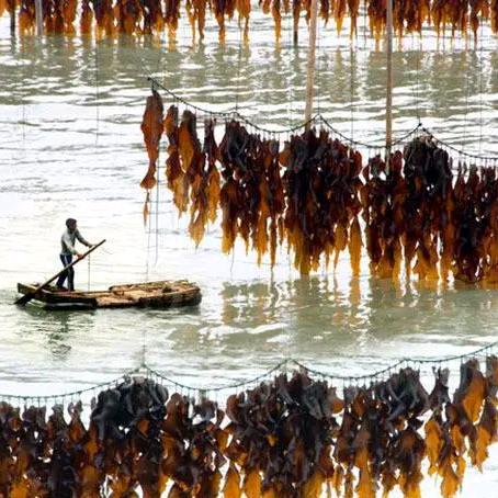 福建霞浦大鲸鱼食品