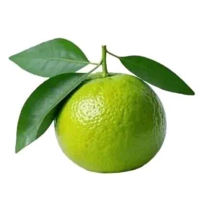 楠楠公主👸👑