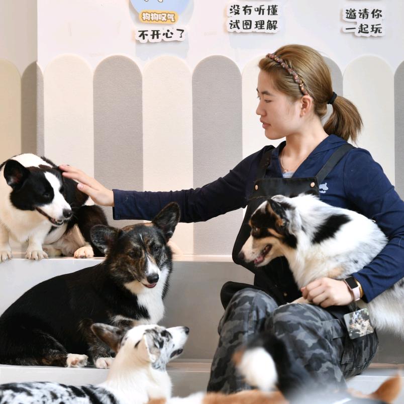 柯基先生狗咖·小狗档案室