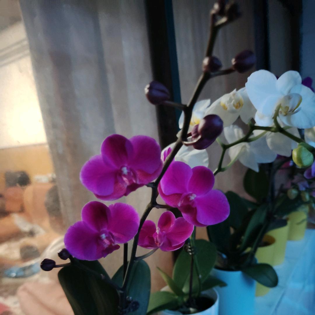 糖糖上街绿植花卉