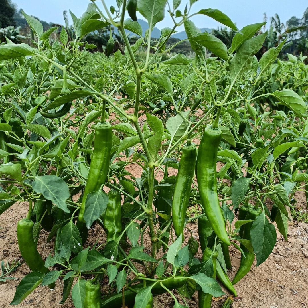 ღ᭄ꫛ妮 ꧔ꦿ᭄💞࿐ᩚ：