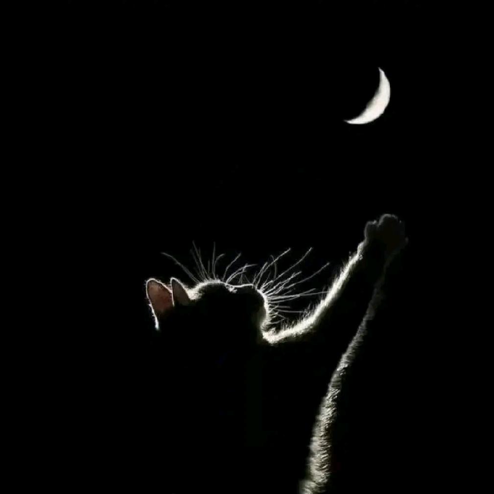 月亮太高，我够不到