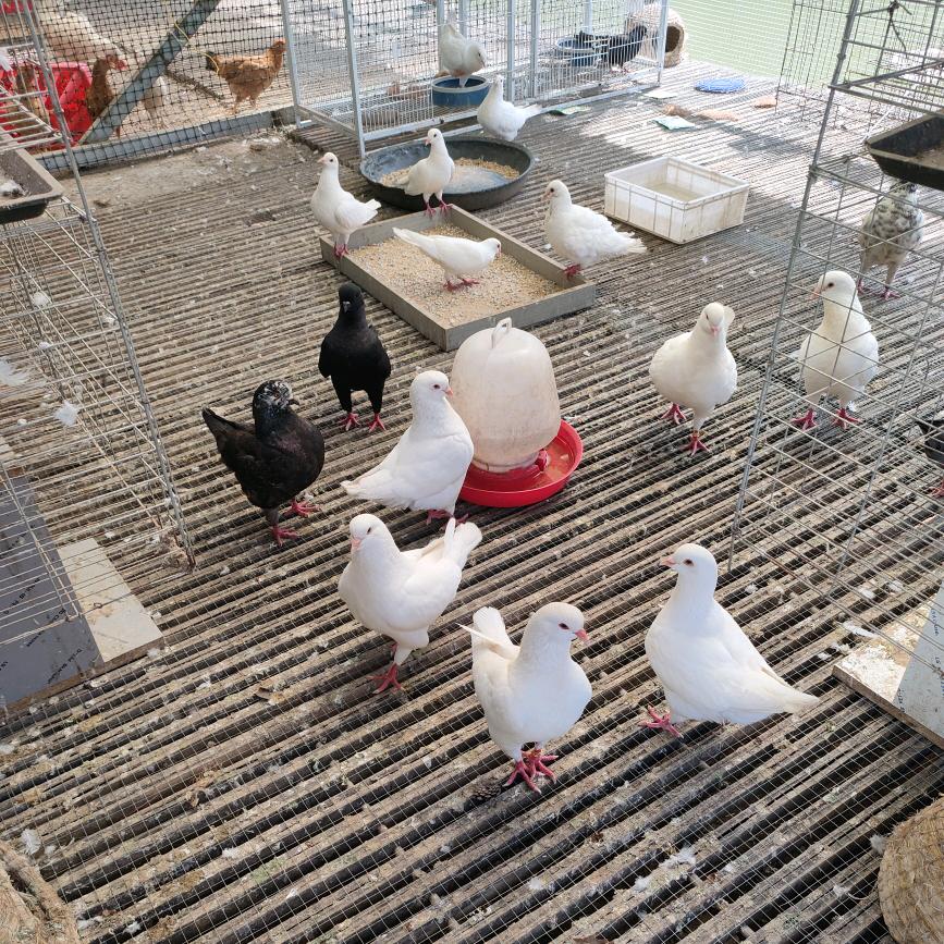 天师农场