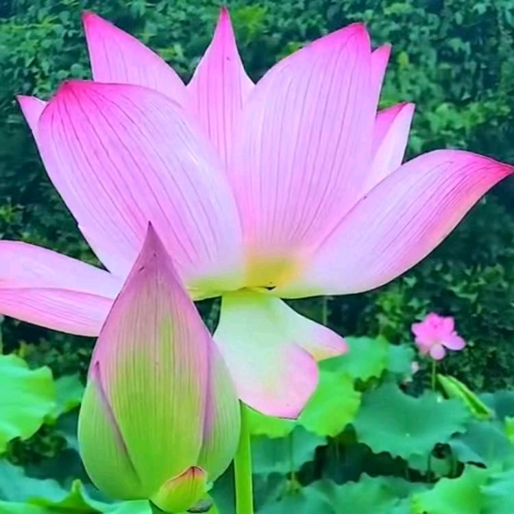 一生的挚爱