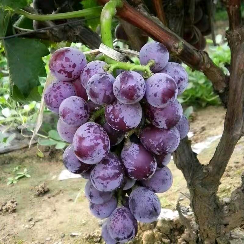 朵美果树苗木专营店