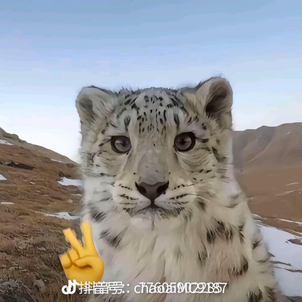 咕咕嘎嘎芝士雪宝