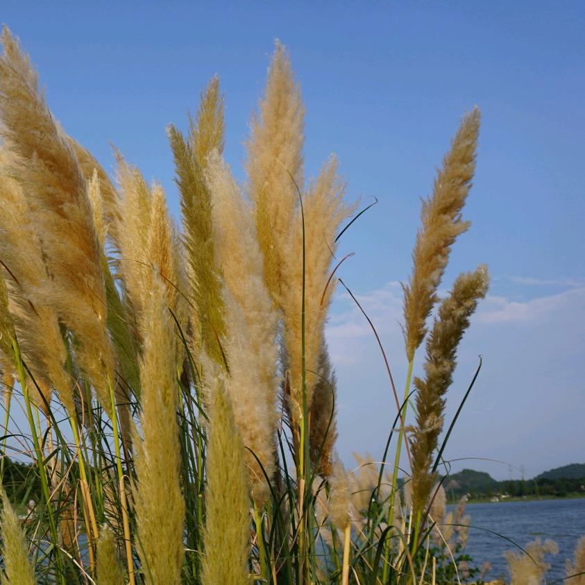 疯狂尖椒（砖家）