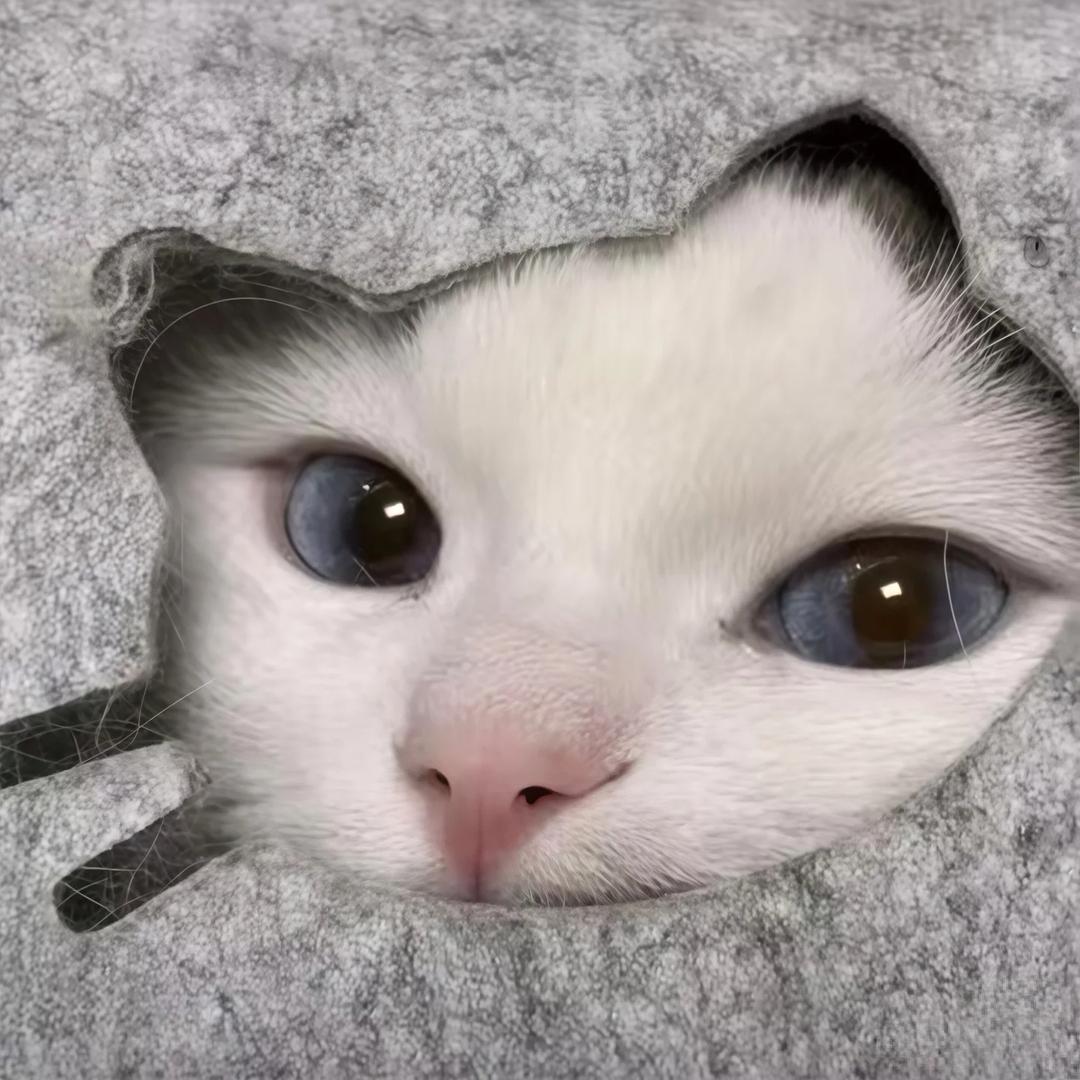 红茶与雾