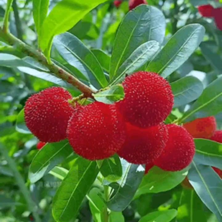 春暖花开