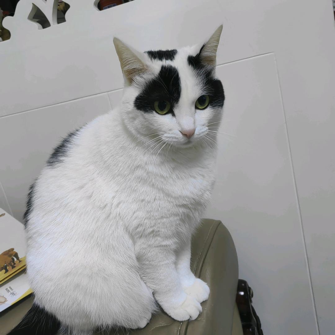 李嘉静