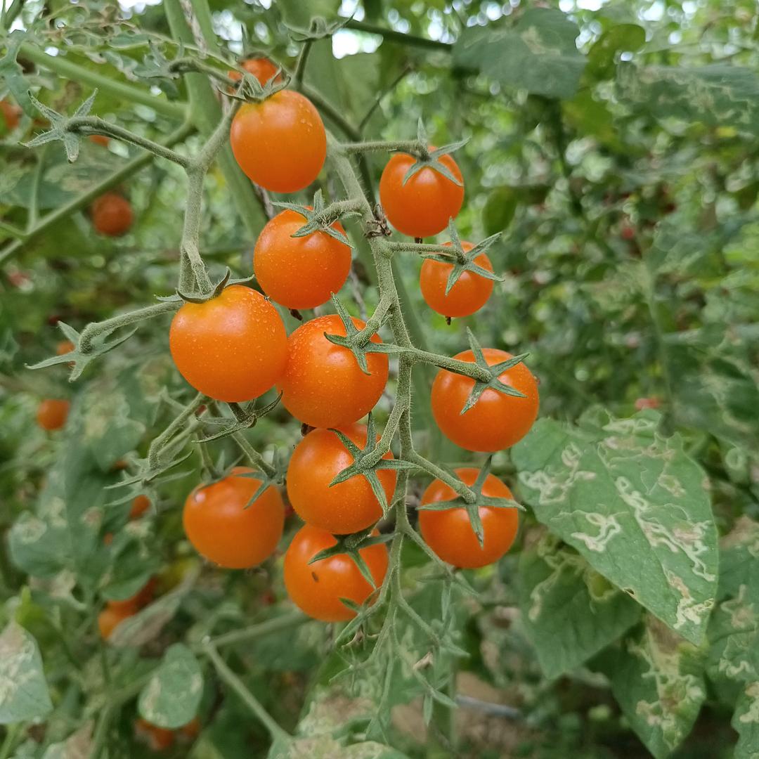 🌼往事随心🍒