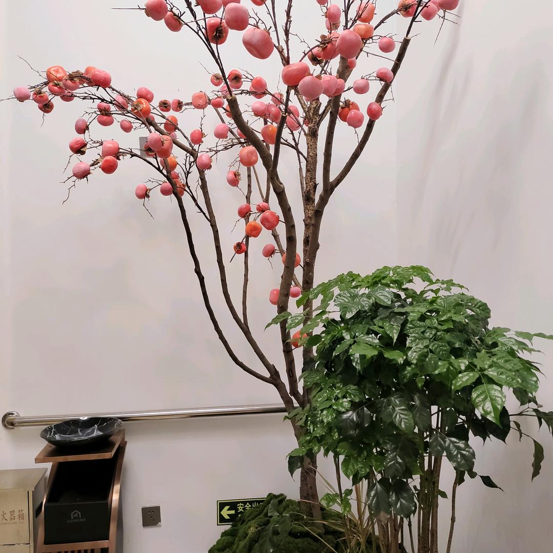 三只眼全靠摆烂