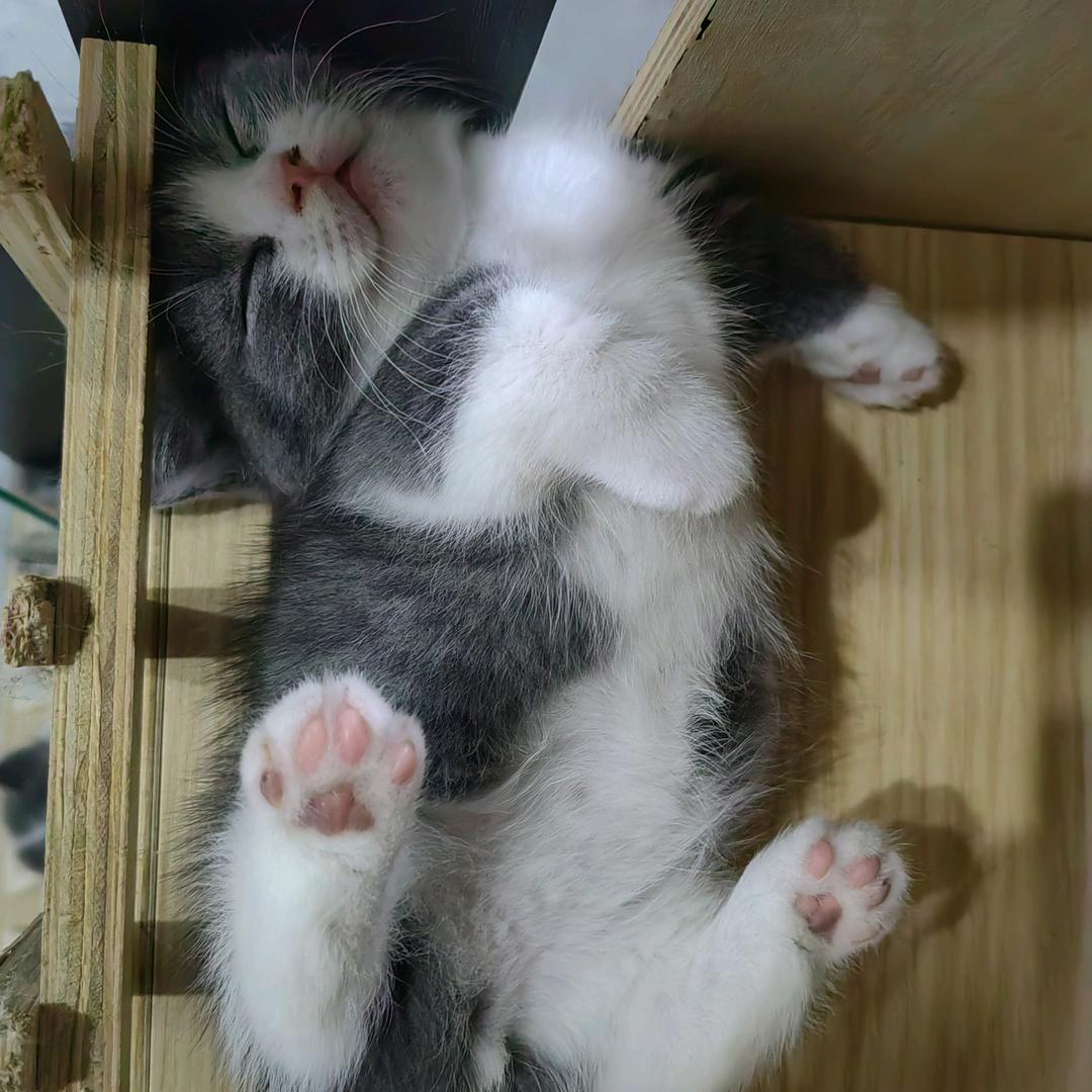 宠爱猫咪