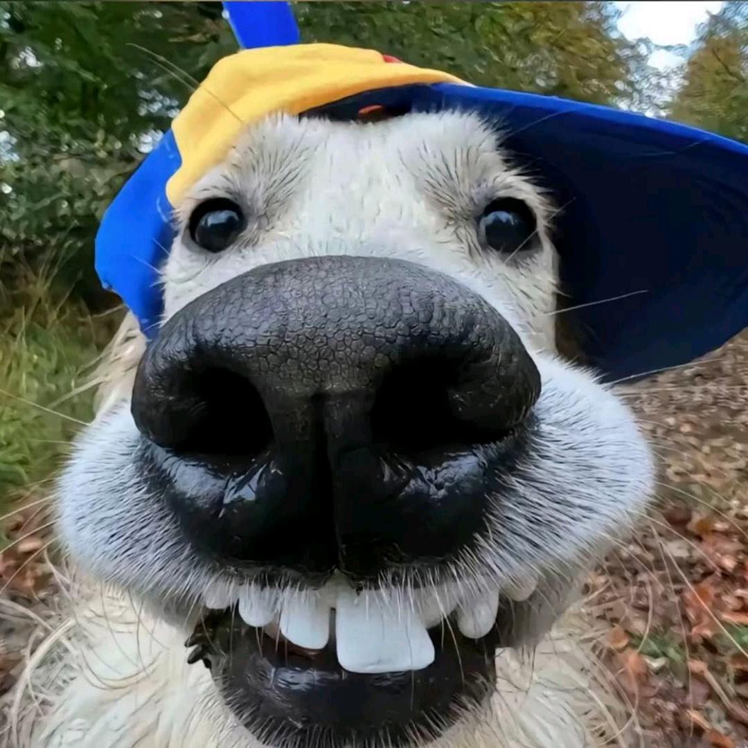 ZHY