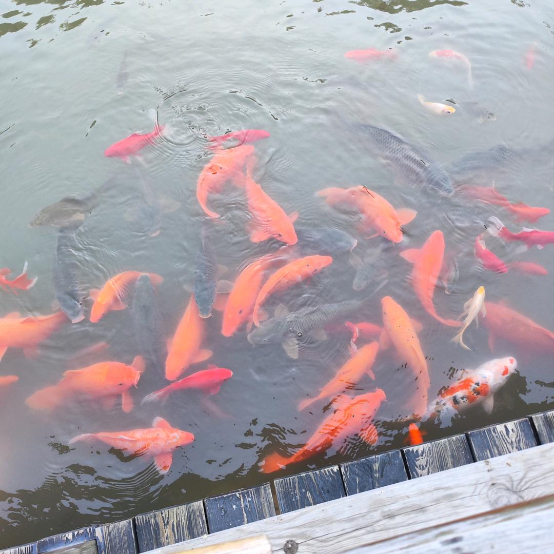 升学规划肖老师说