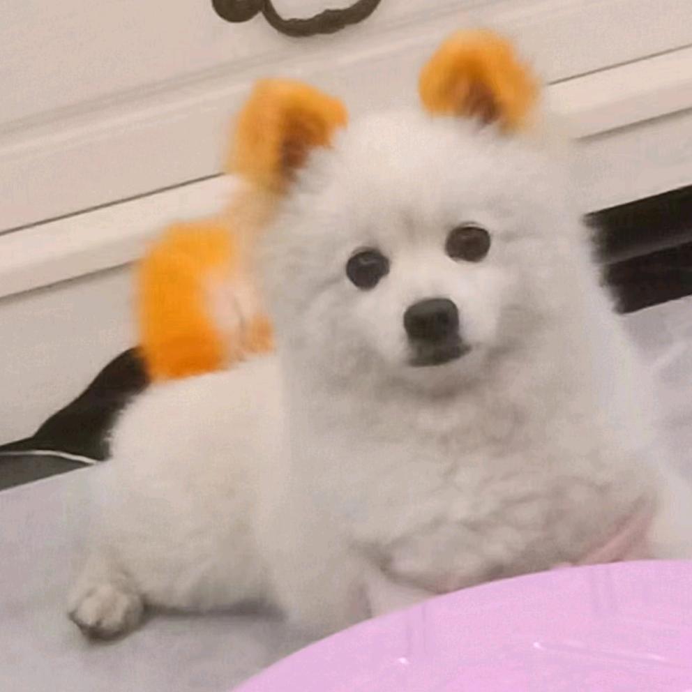 用户48031127902富贵竹15