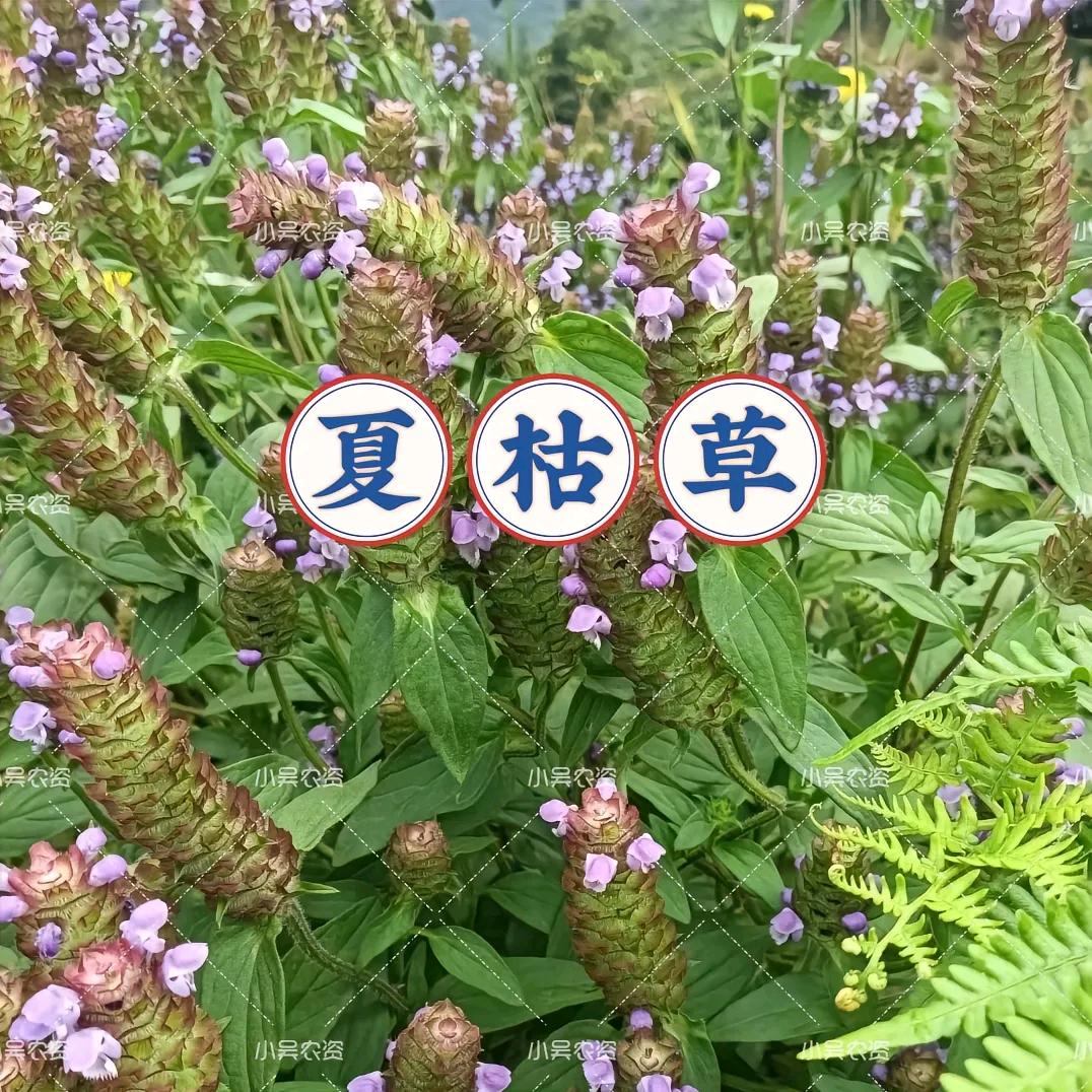 养生聊天