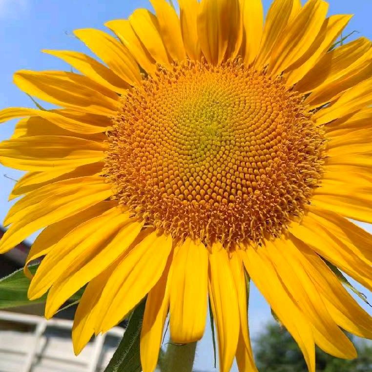 葵花🌻🌻