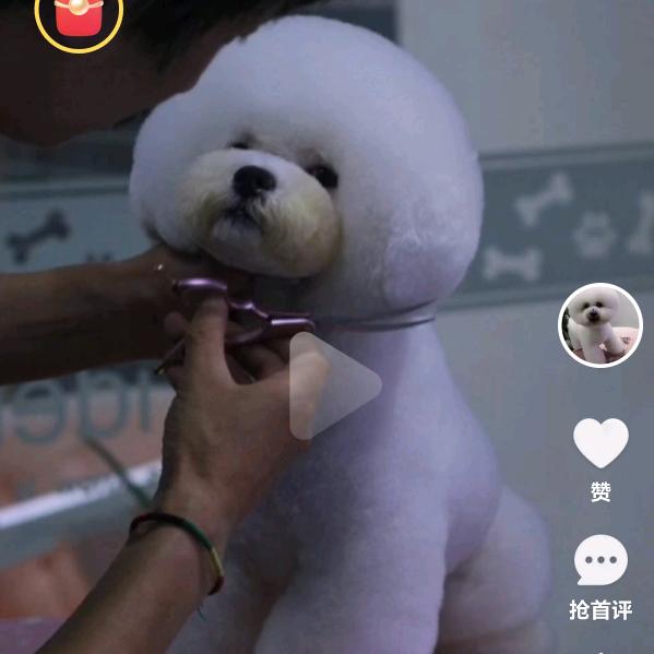 杭州宠物美容师花花（私教））