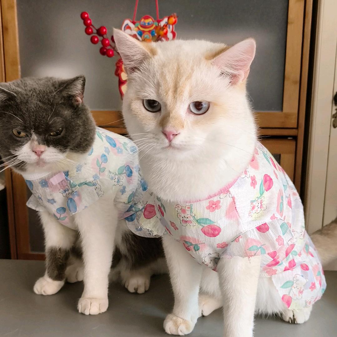 养只金点猫