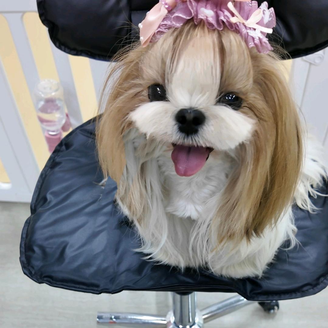 半满碗の汪汪🐶