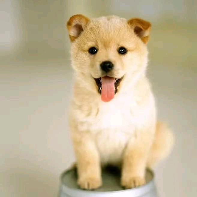 汪汪队 田园犬代淘