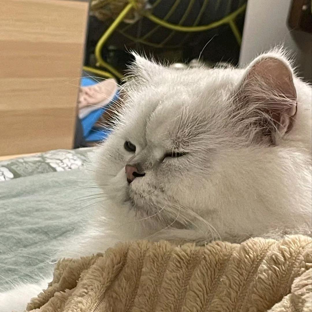猫耳即是正义
