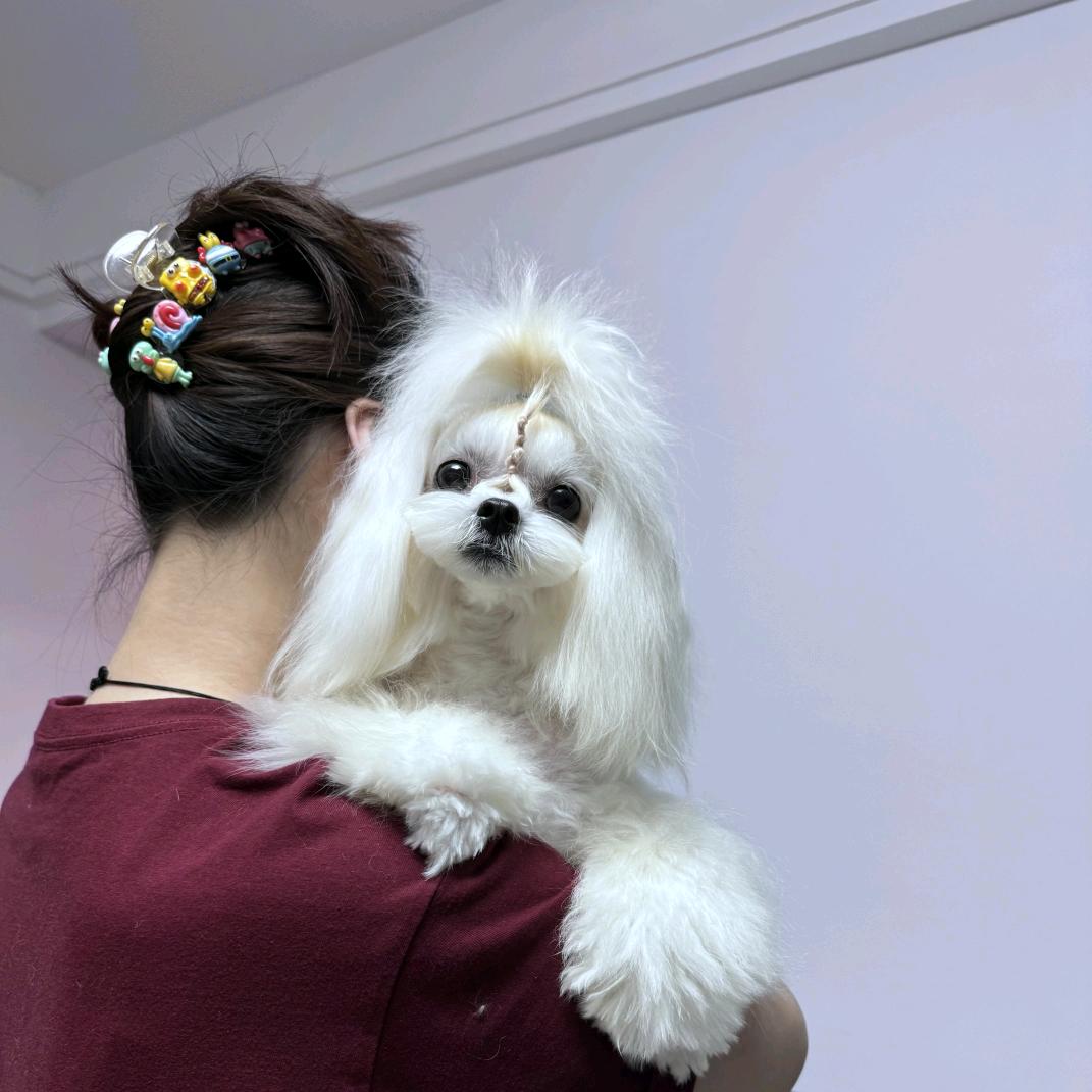 嫒嫒小马约克夏