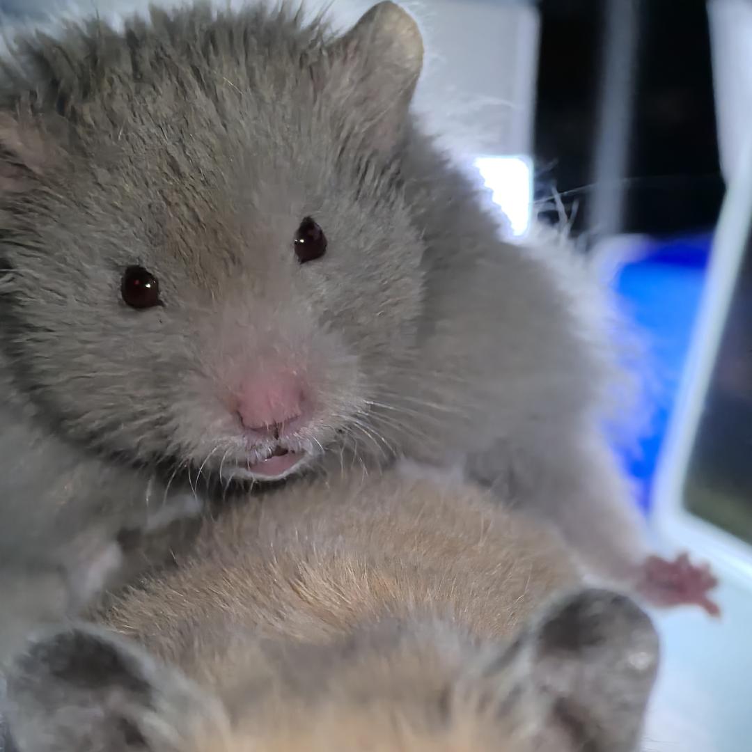 N只鼠鼠的汉堡🐭