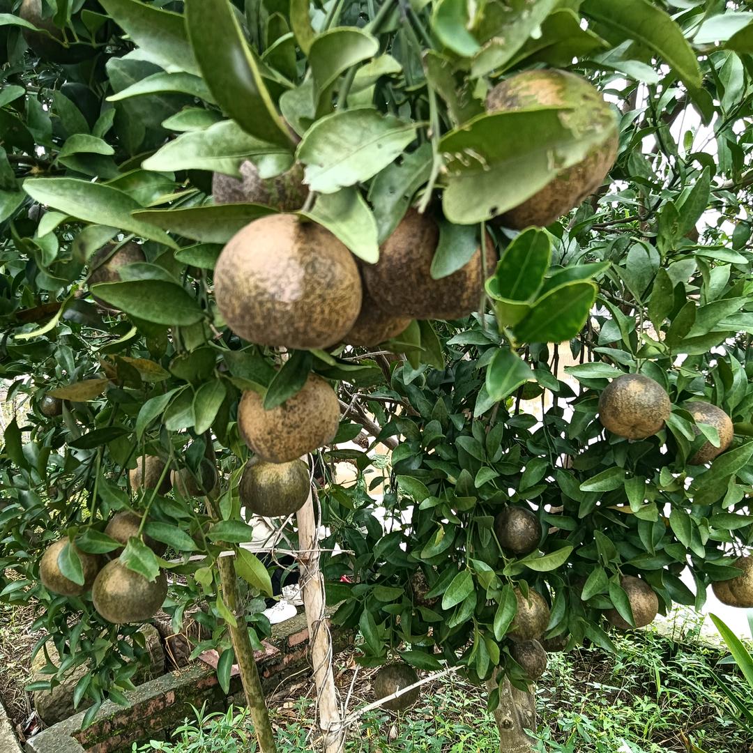 唐糖