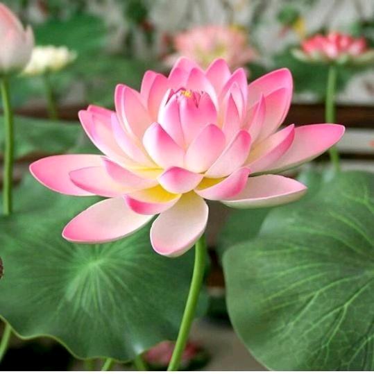 确山非遗凉粉坊