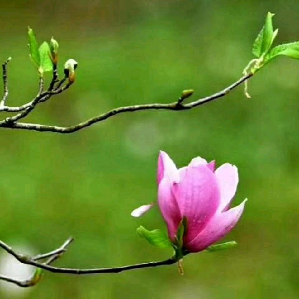 🌷🌷余生🍎🍎