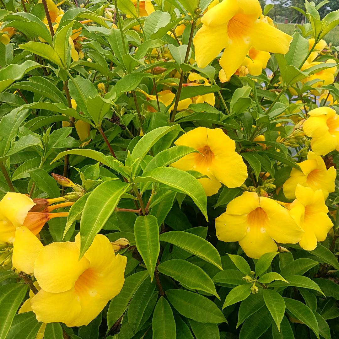 布衣传奇