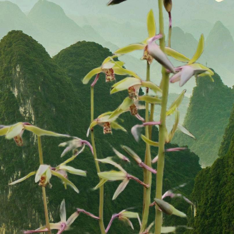 农村小阿哥