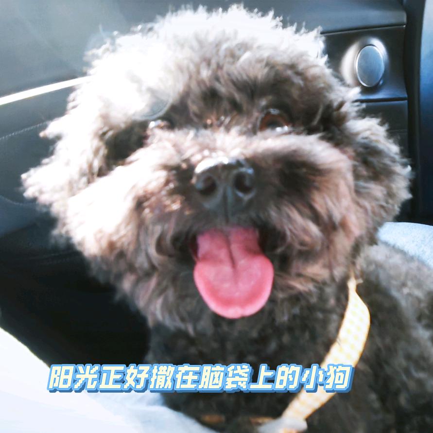 黄奈斯亨.
